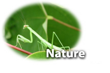 Bugs, flowers and other scenes from nature