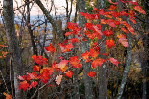 Red Maple Leaves in fall