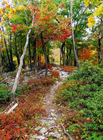 Fall Colors in Pennsylvania on the Mid State Trail