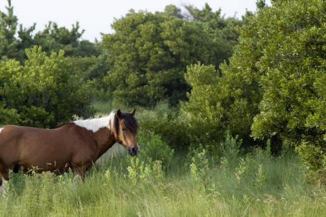 Wild Horse on Assateague Island - Wild Pony