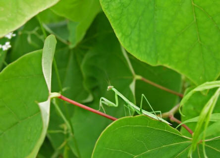 Carolina Mantis