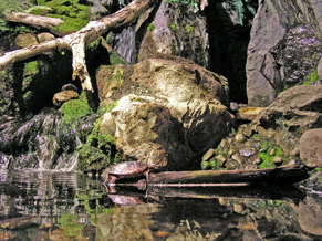 Turtle with pond