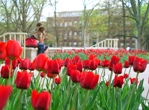 Old Main Lovers with Tulips