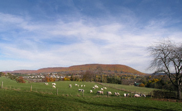 Mt Nittany with Grazing Sheep