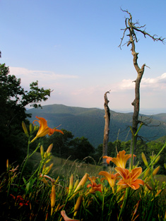 Thorofare Gap at Skyline Drive - Shenandoah National Park