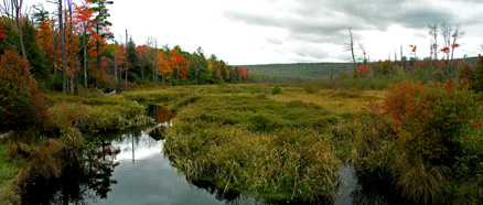 Bear Meadows fall - National Natural Landmark, Boalsburg, PA