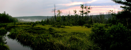 Bear Meadows - Rothrock State Forest